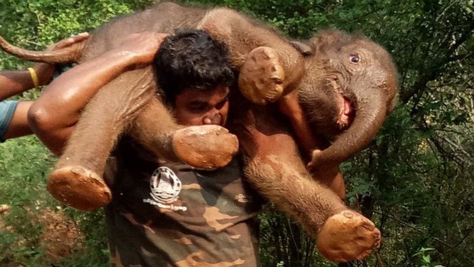 https://c.files.bbci.co.uk/473E/production/_99383281_elephant3.jpg